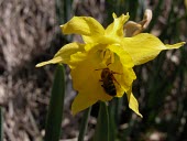 Narcissus longispathus being pollinated by Halictus xanthopus Flower,Reproduction,Animal,Pollination,Terrestrial,Liliopsida,Endangered,Liliales,Plantae,IUCN Red List,Tracheophyta,Fresh water,Amaryllidaceae,Narcissus,Wetlands,Europe,Photosynthetic