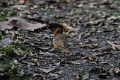 Kivu ground-thrush Adult,Turdidae,Aves,Chordata,Animalia,Passeriformes,Zoothera,Terrestrial