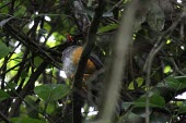 Taita thrush in tree Adult,Turdidae,Aves,helleri,Flying,Turdus,Africa,Passeriformes,Animalia,Chordata,Terrestrial,Sub-tropical,Critically Endangered,Omnivorous,IUCN Red List