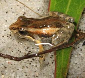 Wallum froglet subadult Adult,Aquatic,Crinia,Chordata,Myobatrachidae,Fresh water,Terrestrial,Anura,Australia,Wetlands,Vulnerable,Animalia,Amphibia,IUCN Red List