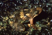 Eungella torrent frog on ground Adult,Terrestrial,Chordata,IUCN Red List,Forest,Australia,Animalia,Critically Endangered,Myobatrachidae,Anura,Sub-tropical,Amphibia,Taudactylus,Fresh water,Streams and rivers,Aquatic,eungellensis