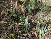 Narcissus longispathus plants with emerging flowers Mature form,Leaves,Flower,Terrestrial,Liliopsida,Endangered,Liliales,Plantae,IUCN Red List,Tracheophyta,Fresh water,Amaryllidaceae,Narcissus,Wetlands,Europe,Photosynthetic