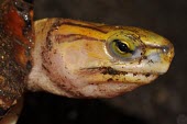 Mccord's box turtle, close-up of head Adult,Terrestrial,Bataguridae,Carnivorous,Animalia,Endangered,Fresh water,Reptilia,Appendix II,mccordi,Asia,Testudines,Aquatic,Chordata,Cuora,IUCN Red List,Critically Endangered