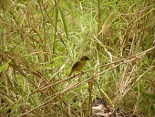 Kilombero weaver resting on a branch Adult,Flying,Omnivorous,Ploceidae,Africa,burnieri,Passeriformes,Vulnerable,Chordata,Ploceus,Animalia,Aves,Temporary water,Terrestrial,IUCN Red List