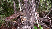 Bactris horridispatha Leaves,Tropical,Liliopsida,Terrestrial,Photosynthetic,Bactris,Palmae,Plantae,Vulnerable,Sub-tropical,South America,Arecales,Forest,Tracheophyta,IUCN Red List