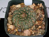 Potted Echinocereus pulchellus North America,Photosynthetic,Magnoliopsida,Terrestrial,Vulnerable,Grassland,Echinocereus,Caryophyllales,Plantae,Cactaceae,Tracheophyta,IUCN Red List