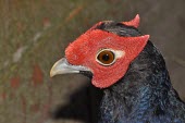 Captive male Salvadori's pheasant, close-up of head Adult,Vulnerable,Aves,Forest,inornata,Galliformes,Phasianidae,Chordata,Terrestrial,Asia,Animalia,Lophura,IUCN Red List