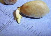 Germinating Zamia amblyphyllidia seed Seeds,Plantae,Appendix II,Terrestrial,Tracheophyta,amblyphyllidia,Vulnerable,South America,Photosynthetic,Zamiaceae,Cycadopsida,Coastal,Zamia,Cycadales,IUCN Red List