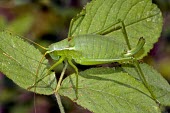 Isophya harzi Arthropoda,Orthoptera,Mountains,Isophya,Tettigoniidae,Insecta,Terrestrial,Animalia,Europe,IUCN Red List,Vulnerable