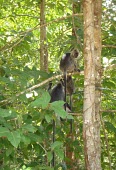 Germain's langurs in tree Adult,Old World Monkeys,Cercopithecidae,Mammalia,Mammals,Chordates,Chordata,Primates,Arboreal,Endangered,Omnivorous,Asia,germaini,Appendix II,Animalia,Herbivorous,Tropical,Sub-tropical,Forest,Trachypi