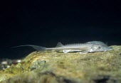 Shovelnose sturgeon juvenile Fry or juveniles,Streams and rivers,Chordata,Acipenseriformes,Aquatic,Carnivorous,Fresh water,Vulnerable,Animalia,Acipenseridae,Actinopterygii,Scaphirhynchus,IUCN Red List,North America