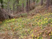 Narcissus longispathus in habitat Flower,Leaves,Mature form,Species in habitat shot,Temperate Coniferous Woodland,Forests,Habitat,Terrestrial,Liliopsida,Endangered,Liliales,Plantae,IUCN Red List,Tracheophyta,Fresh water,Amaryllidaceae