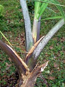 Hyophorbe vaughanii, leaf base detail Leaves,Mature form,Liliopsida,Forest,IUCN Red List,Terrestrial,Tropical,Plantae,Africa,Arecales,Tracheophyta,Rainforest,Photosynthetic,vaughanii,Mountains,Palmae,Hyophorbe,Critically Endangered