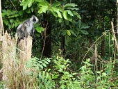 Germain's langurs Adult,Old World Monkeys,Cercopithecidae,Mammalia,Mammals,Chordates,Chordata,Primates,Arboreal,Endangered,Omnivorous,Asia,germaini,Appendix II,Animalia,Herbivorous,Tropical,Sub-tropical,Forest,Trachypi