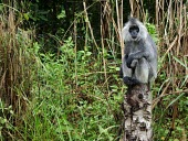 Germain's langur sat on tree stump Adult,Old World Monkeys,Cercopithecidae,Mammalia,Mammals,Chordates,Chordata,Primates,Arboreal,Endangered,Omnivorous,Asia,germaini,Appendix II,Animalia,Herbivorous,Tropical,Sub-tropical,Forest,Trachypi