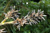 Guzmania hollinensis Mature form,Plantae,Bromeliales,Vulnerable,Tracheophyta,Bromeliaceae,Forest,Guzmania,Terrestrial,Liliopsida,South America,Photosynthetic,IUCN Red List