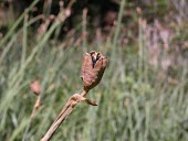 Narcissus longispathus open seedpod Seeds,Terrestrial,Liliopsida,Endangered,Liliales,Plantae,IUCN Red List,Tracheophyta,Fresh water,Amaryllidaceae,Narcissus,Wetlands,Europe,Photosynthetic