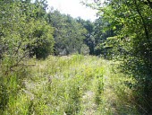 Habitat of the Meadow lizard General habitat shot (without species),Habitat,Forest,Lacertidae,Grassland,Terrestrial,Carnivorous,Darevskia,Chordata,Animalia,IUCN Red List,Europe,Reptilia,Squamata,Asia,Near Threatened,Temperate