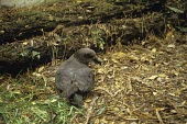 Magenta petrel John Barkla Adult,Pterodroma,Critically Endangered,Chordata,Carnivorous,Ocean,Procellariidae,magentae,Animalia,Temperate,Australia,Coastal,Flying,Aves,Procellariiformes,Pacific,IUCN Red List