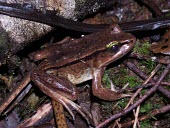 Green-eyed frog, side view Adult,Sub-tropical,Lithobates,Omnivorous,Animalia,Terrestrial,Ranidae,Ponds and lakes,Temporary water,Agricultural,Streams and rivers,Anura,vibicarius,Chordata,Amphibia,Vulnerable,Rainforest,South Ame