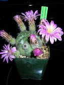 Echinocereus pulchellus in flower Flower,North America,Photosynthetic,Magnoliopsida,Terrestrial,Vulnerable,Grassland,Echinocereus,Caryophyllales,Plantae,Cactaceae,Tracheophyta,IUCN Red List