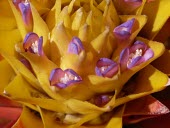 Aechmea biflora flower detail Flower,South America,Terrestrial,Aechmea,Bromeliaceae,Bromeliales,Vulnerable,Plantae,Forest,Sub-tropical,Liliopsida,IUCN Red List,Tropical,Tracheophyta