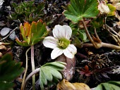 Geranium diffusum flower Flower,Mature form,Photosynthetic,Geraniaceae,Geraniales,Geranium,Plantae,Not Evaluated,IUCN Red List,Terrestrial,South America,Tracheophyta,Magnoliopsida