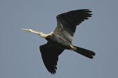 Oriental darter in flight, gliding Gliding,Adult,Locomotion,Flying,Pelecaniformes,Wetlands,Asia,Aquatic,Ponds and lakes,Carnivorous,Sub-tropical,Anhingidae,Estuary,Arboreal,Near Threatened,melanogaster,Mangrove,Chordata,Anhinga,Animali