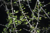 Coprosma wallii Mature form,Photosynthetic,Coprosma,Tracheophyta,Rubiales,Terrestrial,Rubiaceae,Vulnerable,wallii,Plantae,Australia,Magnoliopsida,IUCN Red List