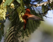 Juan Fernndez firecrown male feeding Flying,Feeding behaviour,Adult,Hovering,Feeding,Adult Male,Locomotion,Chordata,Appendix II,Aves,Sephanoides,Animalia,South America,fernandensis,Apodiformes,Sub-tropical,Critically Endangered,Carnivoro