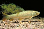 Moxostoma valenciennesi Adult,Cypriniformes,Chordata,Actinopterygii,Streams and rivers,Catostomidae,Ponds and lakes,Omnivorous,North America,Fresh water,Aquatic,Animalia,Moxostoma