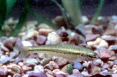 Pugnose shiner lateral view Adult,Ponds and lakes,Omnivorous,Chordata,Streams and rivers,Animalia,Aquatic,Cyprinidae,Near Threatened,Actinopterygii,Cypriniformes,North America,IUCN Red List,Notropis,Fresh water