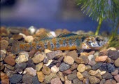 Iowa darter profile Adult,Chordata,Aquatic,Perciformes,North America,Least Concern,Etheostoma,Carnivorous,Streams and rivers,Percidae,Actinopterygii,Animalia,IUCN Red List