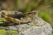 Female Chortipphus acroleucus Insecta,IUCN Red List,Animalia,Terrestrial,Orthoptera,Arthropoda,Acrididae,Chortipphus,Europe,Vulnerable