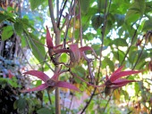 Deppea splendens seed pods Seeds,Deppea,Rubiaceae,Terrestrial,Not Evaluated,Rubiales,Tracheophyta,IUCN Red List,Magnoliopsida,Forest,North America,Plantae,Photosynthetic