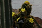 Dyffryn Gardens Wales Flower,Tropical,Terrestrial,Parodia,IUCN Red List,Tracheophyta,Cactaceae,Rock,Forest,Sub-tropical,Caryophyllales,Plantae,Magnoliopsida,Photosynthetic,Vulnerable,Mountains,South America