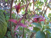 Deppea splendens seed pods Seeds,Deppea,Rubiaceae,Terrestrial,Not Evaluated,Rubiales,Tracheophyta,IUCN Red List,Magnoliopsida,Forest,North America,Plantae,Photosynthetic