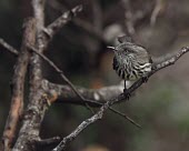 Juan Fernandez tit-tyrant, head detail Adult,Tropical,Tyrannidae,Forest,Terrestrial,Sub-tropical,Aves,Chordata,IUCN Red List,Flying,Scrub,South America,Anairetes,Animalia,Near Threatened,Passeriformes