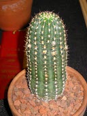 Echinopsis backebergii Caryophyllales,Scrub,Plantae,Grassland,Vulnerable,Tropical,Tracheophyta,Cactaceae,Sub-tropical,South America,Magnoliopsida,Forest,Terrestrial,Photosynthetic,Echinopsis,IUCN Red List