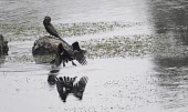 Oriental darter flying above water Locomotion,Flapping flight,Flying,Adult,Pelecaniformes,Wetlands,Asia,Aquatic,Ponds and lakes,Carnivorous,Sub-tropical,Anhingidae,Estuary,Arboreal,Near Threatened,melanogaster,Mangrove,Chordata,Anhinga