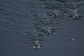 Arnoux's beaked whales swimming Adult,Locomotion,Underwater,Swimming,Oceans,How does it live ?,Polar,Habitat,Marine,Social behaviour,Antarctic,Species in habitat shot,Cetacea,Whales, Dolphins, and Porpoises,Mammalia,Mammals,Chordate