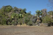 Dimakas in habitat Habitat,Species in habitat shot,IUCN Red List,Tahina&nbsp;,Arecales,Tracheophyta,Magnoliopsida,Africa,Arecaceae,Terrestrial,Savannah,Critically Endangered,Photosynthetic,Plantae