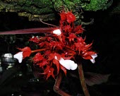 Paradrymonia hypocyrta flowers Mature form,Flower,Endangered,Terrestrial,Scrophulariales,Photosynthetic,Forest,South America,Paradrymonia,IUCN Red List,Magnoliopsida,Gesneriaceae,Tracheophyta,Plantae