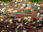 Iowa darter Adult,Chordata,Aquatic,Perciformes,North America,Least Concern,Etheostoma,Carnivorous,Streams and rivers,Percidae,Actinopterygii,Animalia,IUCN Red List