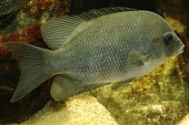 Cichlid Paretroplus dambabe Adult,Animalia,Paretroplus,Africa,Omnivorous,dambabe,Endangered,Aquatic,Perciformes,Actinopterygii,Ponds and lakes,Chordata,Cichlidae,IUCN Red List