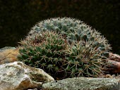 Mammillaria bocensis Photosynthetic,Magnoliopsida,Terrestrial,Tracheophyta,Caryophyllales,Plantae,Scrub,Tropical,South America,Mammillaria,Sub-tropical,Vulnerable,Cactaceae,IUCN Red List