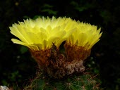 Close up of Parodia ottonis flowers Flower,Plantae,Grassland,Rock,Caryophyllales,Temperate,Photosynthetic,Cactaceae,Mountains,Magnoliopsida,Tracheophyta,Terrestrial,Vulnerable,Parodia,South America,IUCN Red List