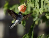 Juan Fernndez firecrown female feeding Flying,Adult,Adult Female,Locomotion,Feeding,Feeding behaviour,Hovering,Chordata,Appendix II,Aves,Sephanoides,Animalia,South America,fernandensis,Apodiformes,Sub-tropical,Critically Endangered,Carnivo