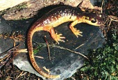 Lyciasalamandra flavimembris Adult,Salamandridae,Rock,Amphibia,flavimembris,Caudata,Lyciasalamandra,Terrestrial,Endangered,Temperate,Chordata,Animalia,Europe,IUCN Red List