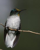 Juan Fernndez firecrown female, portrait Adult Female,Adult,Chordata,Appendix II,Aves,Sephanoides,Animalia,South America,fernandensis,Apodiformes,Sub-tropical,Critically Endangered,Carnivorous,Fluid-feeding,Flying,Trochilidae,IUCN Red List